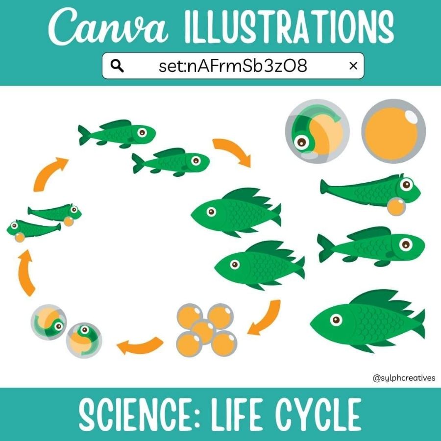  Keyword Canva: Science life cycle