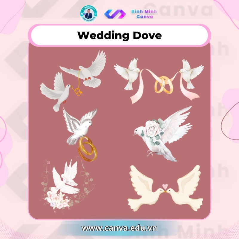 Bình Minh Canva - Từ khóa chủ đề Wedding - Wedding Dove