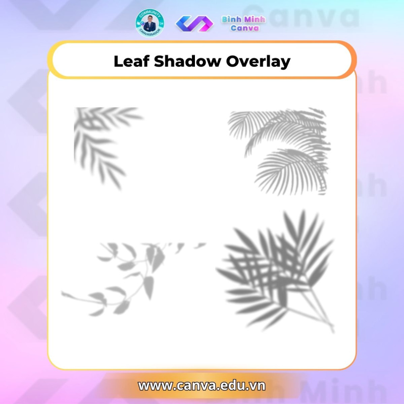 Bình Minh Canva - Từ khóa chủ đề Shadow - Leaf Shadow Overlay