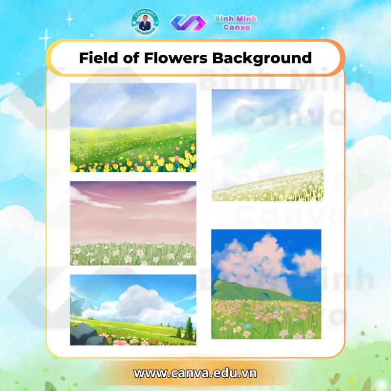 Bình Minh Canva - Từ khóa Field of Flowers Background