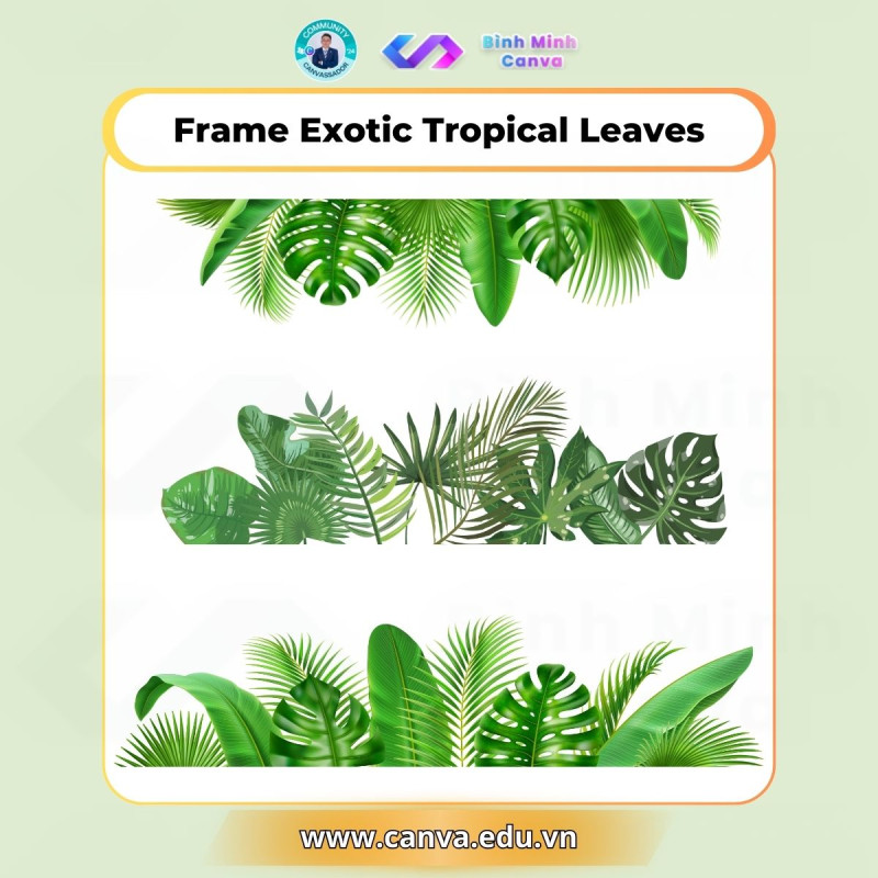 Bình Minh Canva - Từ khóa Frame Exotic Tropical Leaves