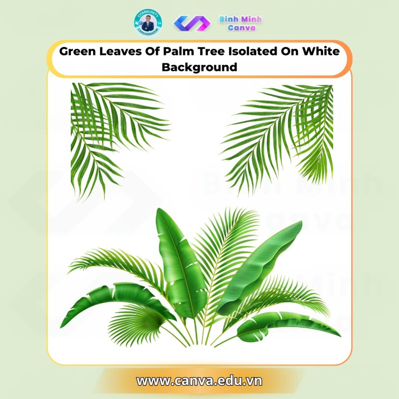 Bình Minh Canva - Từ khóa Green Leaves of Palm Tree Isolated on White Background
