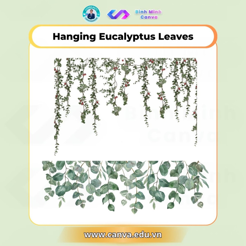 Bình Minh Canva - Từ khóa Hanging Eucalyptus Leaves