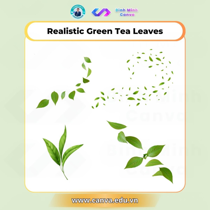 Bình Minh Canva - Từ khóa Realistic Green Tea Leaves